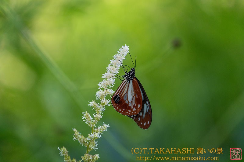 ../Images/7R240817 (250).jpg